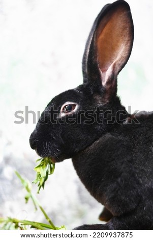 Cute black rabbit eating alfalfa.