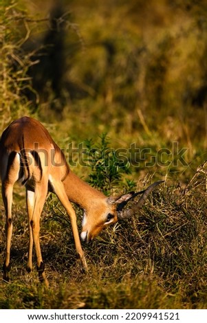 An impala grazing on the grass