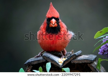 northern cardinal on the backyard bird bath                            