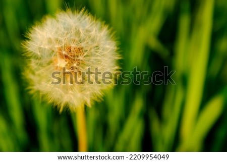 Big dandelion on the bones on the blurred green grass. A fluffy dandelion on a green background for post, screensaver, wallpaper, postcard, poster, banner, cover, website, copy space for your design