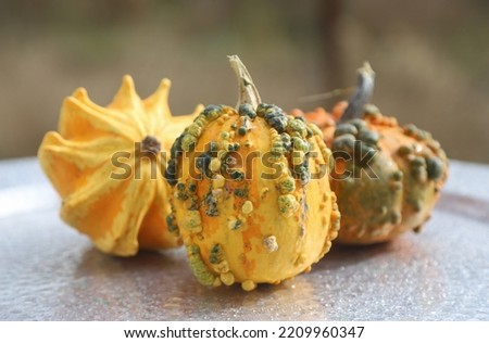 Closeup picture of colorful decorative pumpkins on a silver tray, outdoor shot