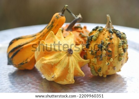 Closeup picture of colorful decorative pumpkins on a silver tray, outdoor shot