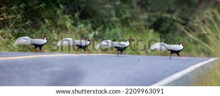 Flock of Silver Pheasant walking on road crossing to the grass field for food.