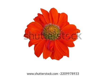  flower isolated on white background