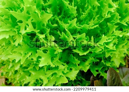 Green salad leaves, top view. Raw green leaf vegetables. Bright leaves of salad for poster, calendar, post, screensaver, wallpaper, card, banner, cover, website. A place for your design or text