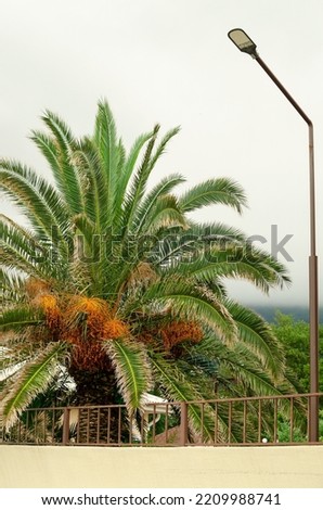 The flowering palm in the city at the backgroud of fog, orange palm flower