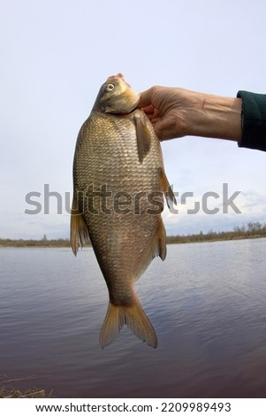 An enviable trophy of a fisherman with a fishing rod in a European river. Caspian bream (Abramis brama orientalis). The fisheye lens is used