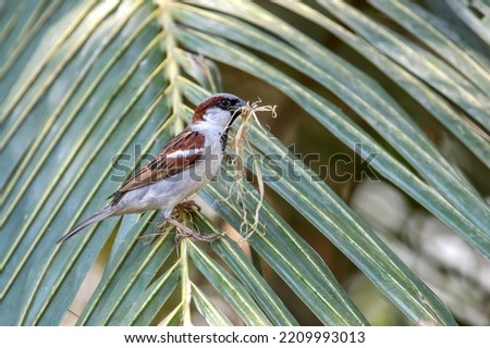 Male House Sparrow With Nesting Materials.