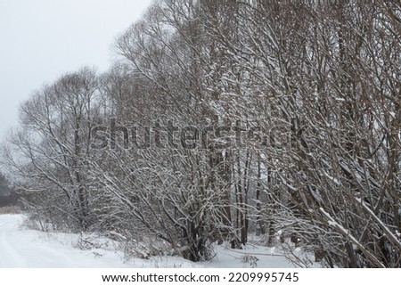 Winter forest landscape after snowfall. Snow-covered trees backgrounded gray sky. Winter background for poster, calendar, post, screensaver, wallpaper, postcard, card, banner, cover, website