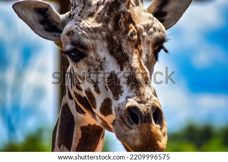 Giraffe Very Close Up Shot