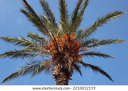 Yellow dates on a palm tree, Phoenix dactylifera Royalty-Free Stock Photo #2210012119