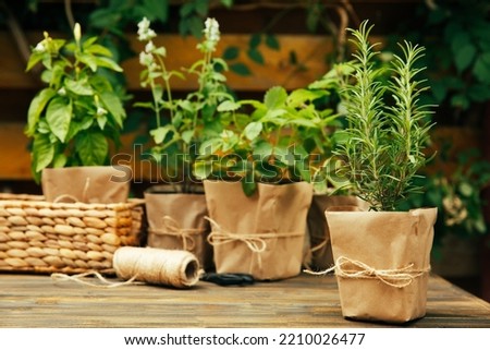 Potted fresh garden herbs.Rosemary, mint, pepper and strawberry in brown paper package.Spicy spice and herb seedling.Assorted fresh herbs in a pot.Home aromatic and culinary herbs.Copy space. Royalty-Free Stock Photo #2210026477