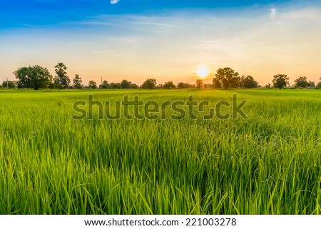 Rice Field in the Morning. Royalty-Free Stock Photo #221003278