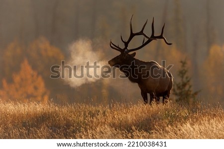 Bull elk at sunrise on a cold morning  Royalty-Free Stock Photo #2210038431