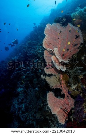 Large Red Underwater Gregorian fan Philippines 