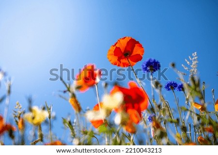 Field of flowers and poppy in spring under the sun.