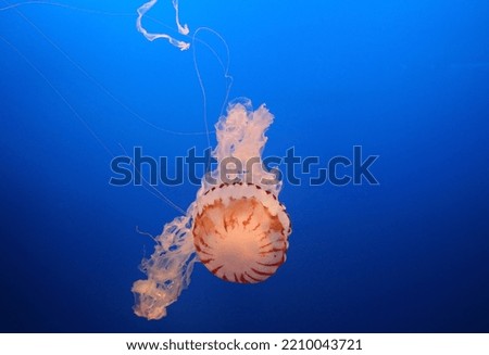 A picture of a jelly fish