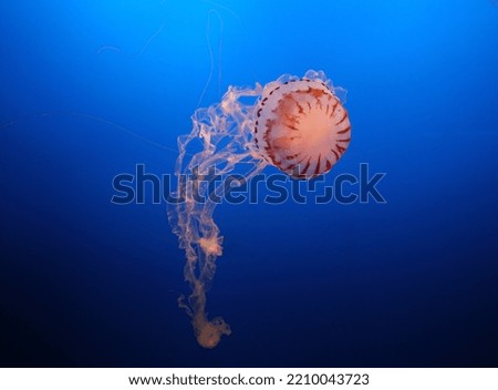 A picture of a jelly fish