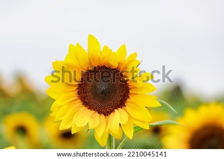 Close-up view of a beautiful sunflower at a sunflower field.