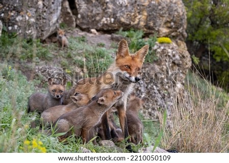 Red fox Vulpes vulpes in the wild standing on the slope Fox with cubs. Close up.
