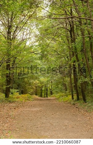 Autumn background with leaves on the way and lots of trees. Peaceful and tranquil forest path for walking and hiking. Royalty-Free Stock Photo #2210060387