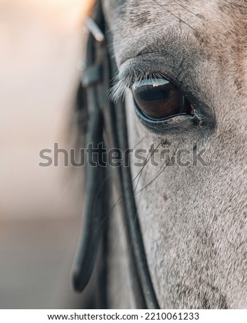 white horse eye at closeup portrait 