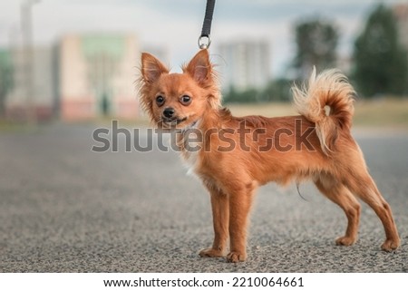 Portrait of a beautiful thoroughbred red chihuahua on a walk.