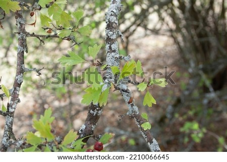 Hawthorn fruits in the fields of the Sierra de Madrid in Spain at the end of summer. Crataegus monogyna, espino albar Royalty-Free Stock Photo #2210066645