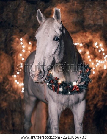 white horse with a christmas wreath 