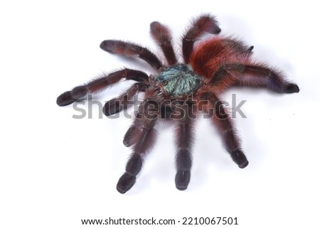 Closeup picture of the Antilles pinktoe tarantula or Martinique red tree spider, Caribena (Avicularia) versicolor [Araneae: Theraphosidae], photographed on white background.