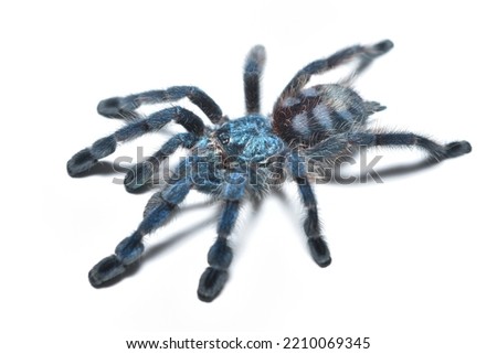 Closeup picture of a blue juvenile of the Antilles pinktoe tarantula or Martinique red tree spider, Caribena (Avicularia) versicolor [Araneae: Theraphosidae], photographed on white background.
