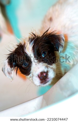 Wet puppy just finishing with a bath.  Very big eyes.  Royalty-Free Stock Photo #2210074447