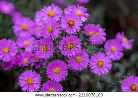 Symphyotrichum novi-belgii flowering ornamental plant, beautiful summer autumn rich petal flowers in bloom