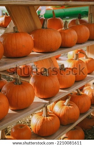 Pumpkins. Pumpkins Farm. Halloween Pumpkin Patch with many bright orange pumpkins on display at garden. Sunny October outdoor afternoon. Background for fall, autumn, Halloween and Thanksgiving. Veggie
