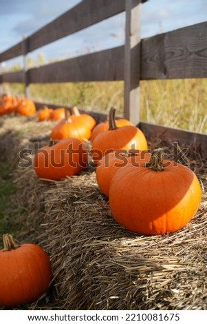 Pumpkins. Pumpkins Farm. Halloween Pumpkin Patch with many bright orange pumpkins on display at garden. Sunny October outdoor afternoon. Background for fall, autumn, Halloween and Thanksgiving. Veggie