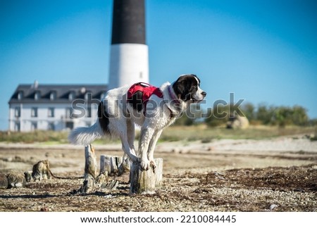 Giant white and black dog balancing on wooden stump like circus bear. Female Landseer learning new tricks. Sorve Lighthouse building in the background.