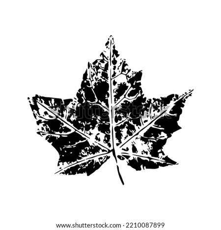 Black imprint of maple leaf. Natural decoration with veins and elements of foliage. Botanical silhouette tracery of autumn and summer vector forest
