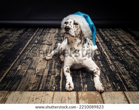 Portrait of a Dalmatian dog in a Santa Claus hat, highlighted on a black background. The picture was taken in a photo studio.