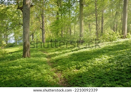 Pathway (alley) through the green forest park on a clear day. Soft sunlight, sunbeams, shadows. Spring, summer beginning in Europe. Nature, environment, ecology, ecotourism, hiking, walking, exploring Royalty-Free Stock Photo #2210092339