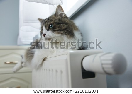 cat lies on the battery on a cold day in high quality Royalty-Free Stock Photo #2210102091