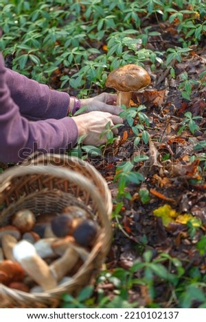 A woman is cutting a white mushroom with a knife. Hands of a woman, a knife, mushrooms.