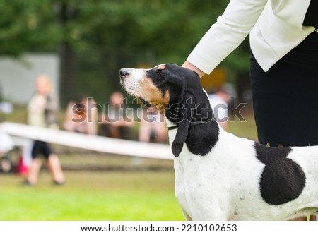 bernese Hound at a dog show portrait Royalty-Free Stock Photo #2210102653