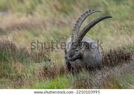 Alpine ibex in the natural environment, wildlife, Grossglockner, Austria
