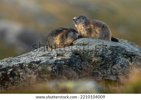 Alpine Marmot in the natural environment, alpine, wildelife, Grossglockner