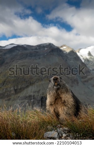 Alpine Marmot in the natural environment, alpine, wildelife, Grossglockner