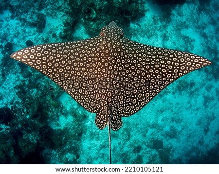 Spotted eagle ray at mid water Royalty-Free Stock Photo #2210105121