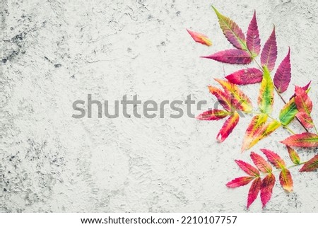 Bright colorful autumn leaves on grey background with copy space for text. Beautiful autumn frame. Mockup for seasonal offers and holiday post card. Top view.