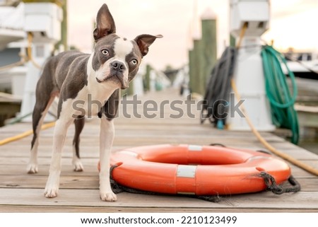 handsome boston terrier puppy stands on marina dock with red life preserver
