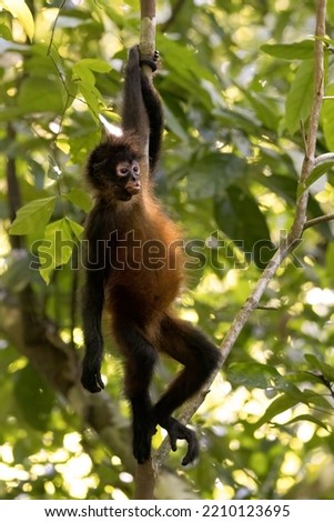 Black spider monkey in Corcovado national park, Costa Rica Royalty-Free Stock Photo #2210123695