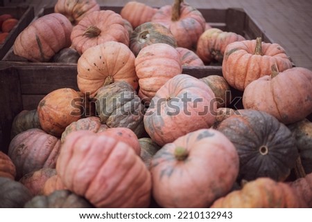 a lot of pumpkin at outdoor farmers market.